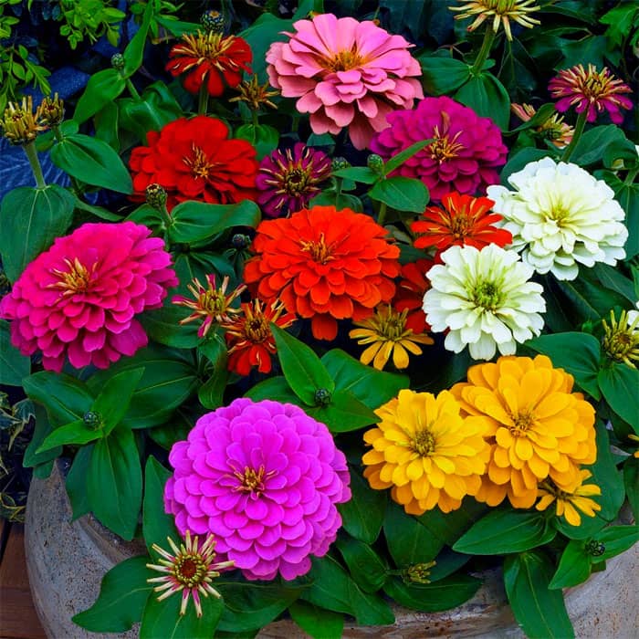 Насіння цинії «Розкіш»