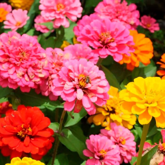 Насіння цинії «Розкіш»