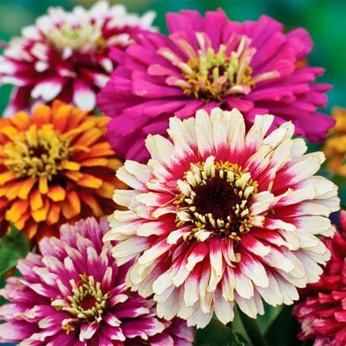 Насіння цинії «Розкіш»