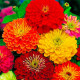 Насіння цинії «Розкіш»