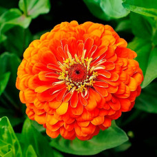 Насіння циннію «Тигрове око»