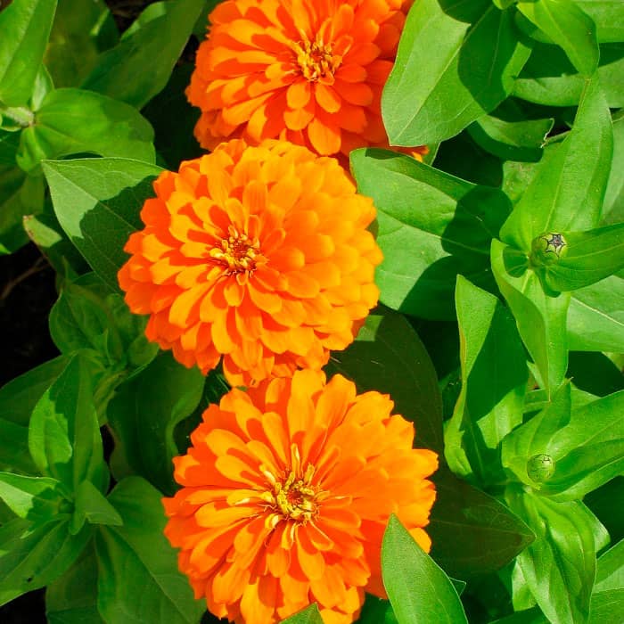 Насіння циннію «Тигрове око»