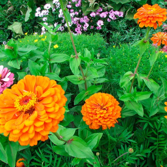 Насіння циннію «Тигрове око»