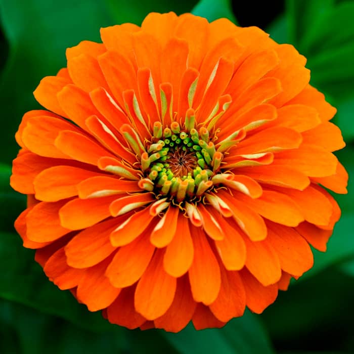 Насіння циннію «Тигрове око»