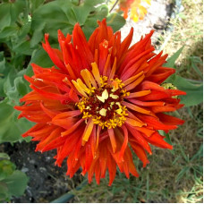 Насіння однорічної цинії «Бог вогню» 0,25 г