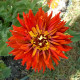 Насіння однорічної цинії «Бог вогню» 0,25 г