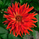 Насіння однорічної цинії «Бог вогню» 0,25 г