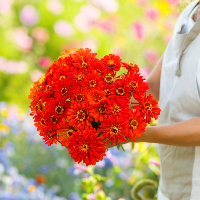 Насіння однорічної цинії «Бог вогню» 0,25 г