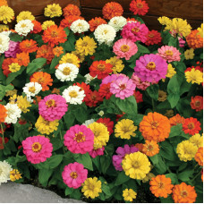 Насіння однорічної цинії «Дюймовочка» 0,25 г