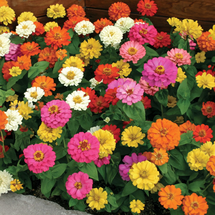 Насіння однорічної цинії «Дюймовочка» 0,25 г