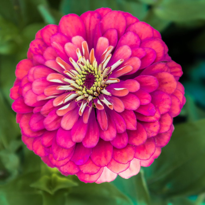 Насіння однорічної цинії «Дюймовочка» 0,25 г