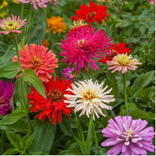 Насіння однорічної цинії «Гламур» 0,4 г