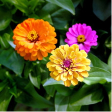 Насіння однорічної цинії «Каліфорнійські гіганти» 0,5 г