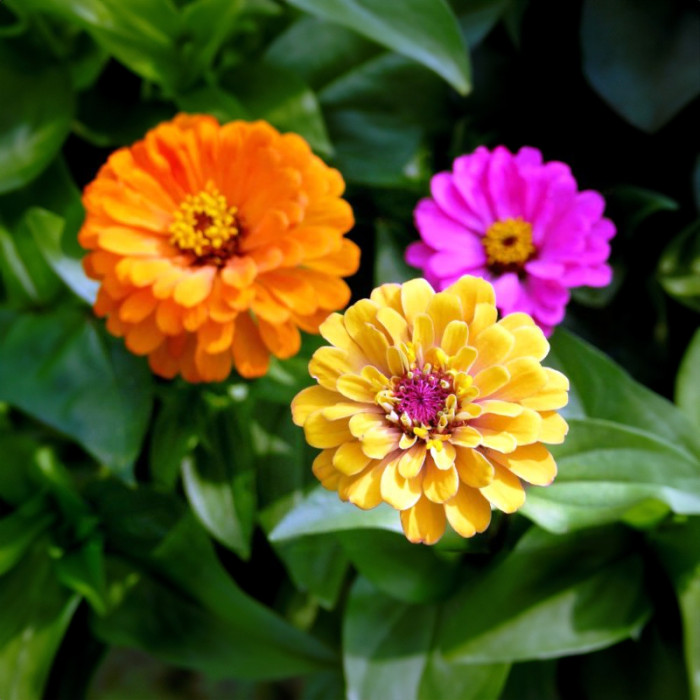 Насіння однорічної цинії «Каліфорнійські гіганти» 0,5 г