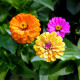 Насіння однорічної цинії «Каліфорнійські гіганти» 0,5 г