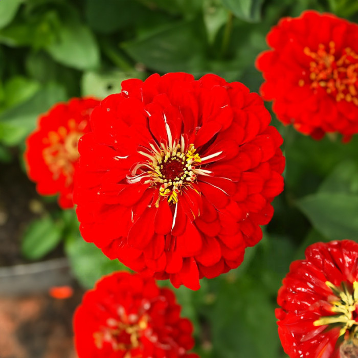 Насіння однорічної цинії «Каліфорнійські гіганти» 0,5 г