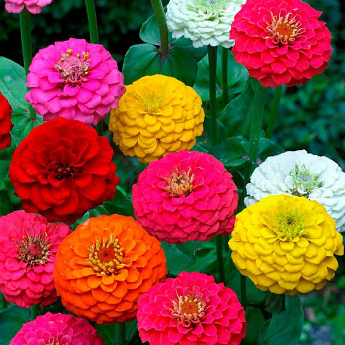 Насіння однорічної цинії «Каліфорнійські гіганти» 0,5 г