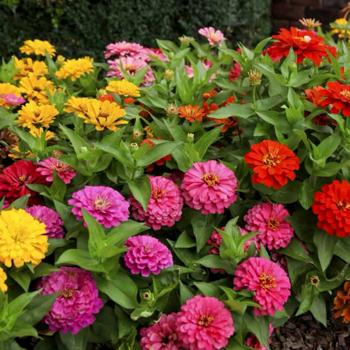 Насіння однорічної цинії «Каліфорнійські гіганти» 0,5 г