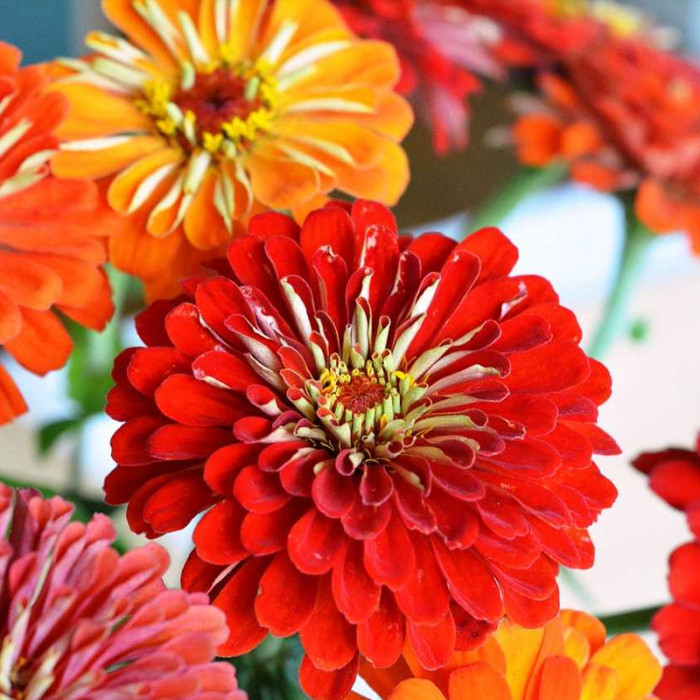 Насіння однорічної цинії «Каліфорнійські гіганти» 0,5 г