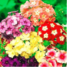 Насіння однорічних флоксів «Друммонда» 0,2 г