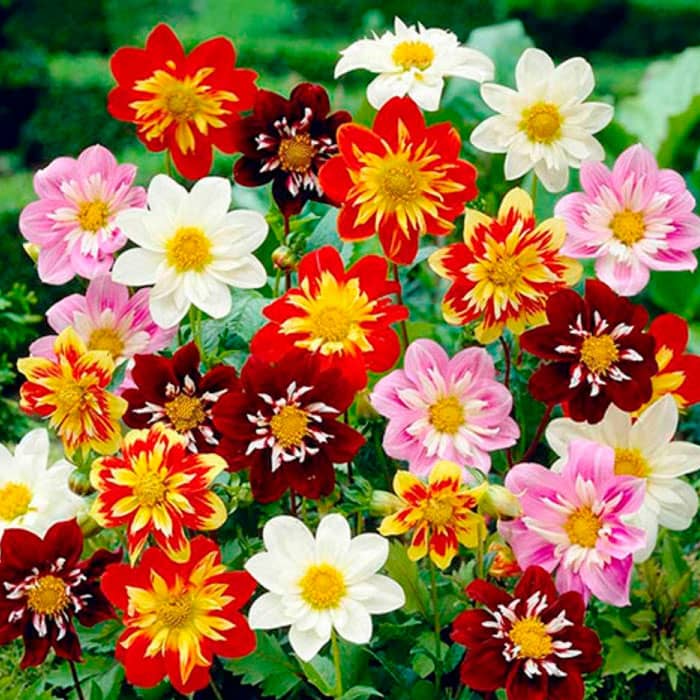 Насіння жоржини «Коларетта Денді»