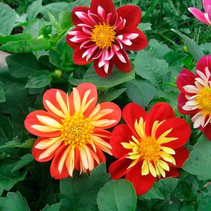 Насіння жоржини «Коларетта Денді»