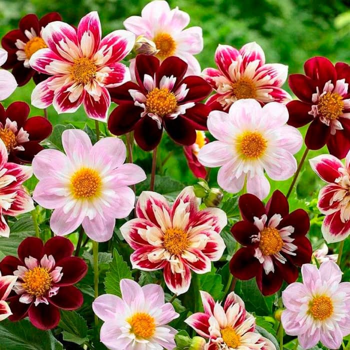 Насіння жоржини «Коларетта Денді»