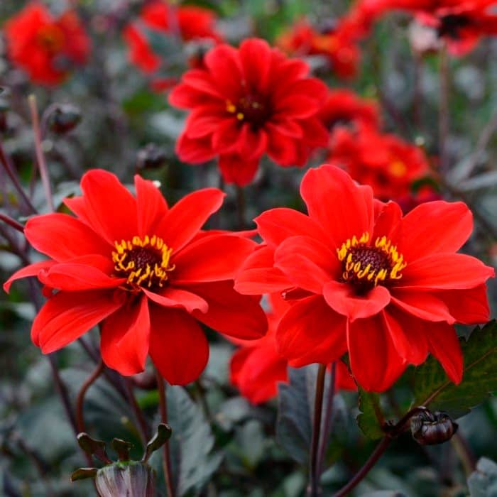 Насіння жоржини «Кривава Мері»