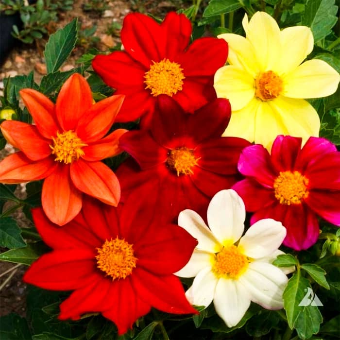 Насіння жоржини «Кривава Мері»