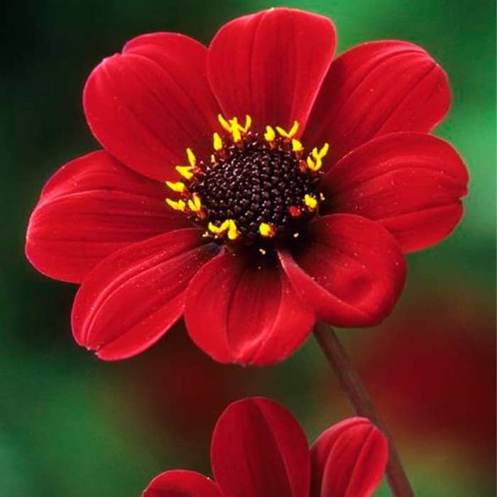 Насіння жоржини «Кривава Мері»