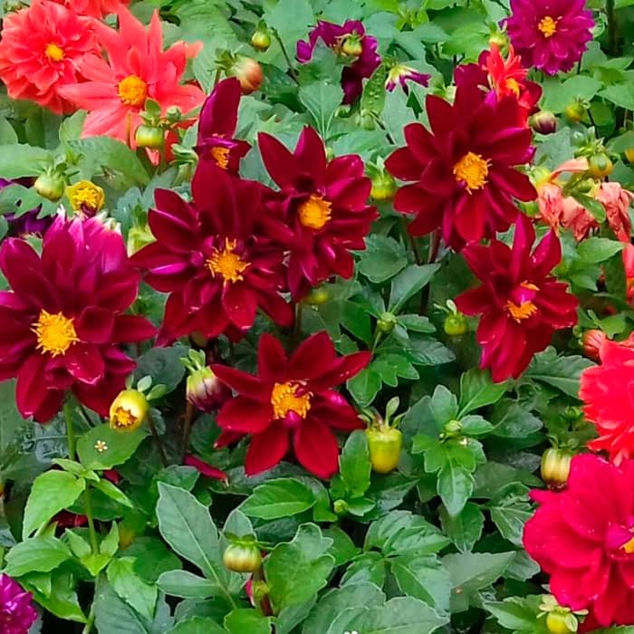 Насіння жоржини «Кривава Мері»