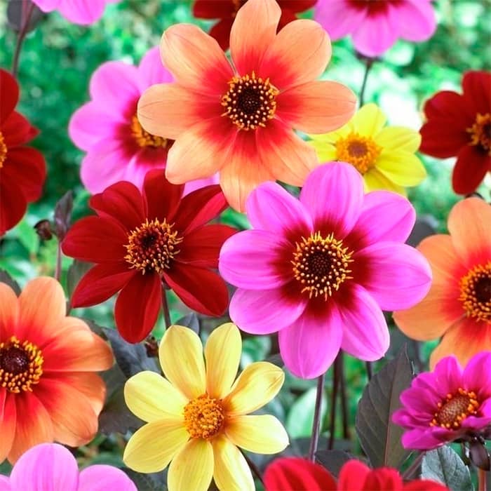 Насіння жоржини «Пікколо Мігнон»