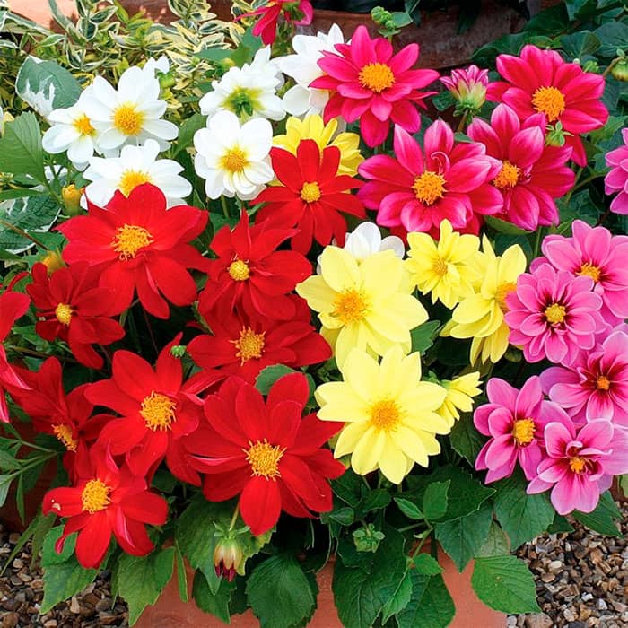 Насіння жоржини «Пікколо Мігнон»