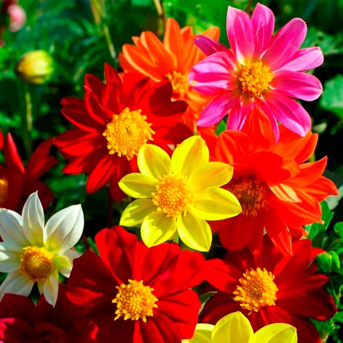 Насіння жоржини «Пікколо Мігнон»