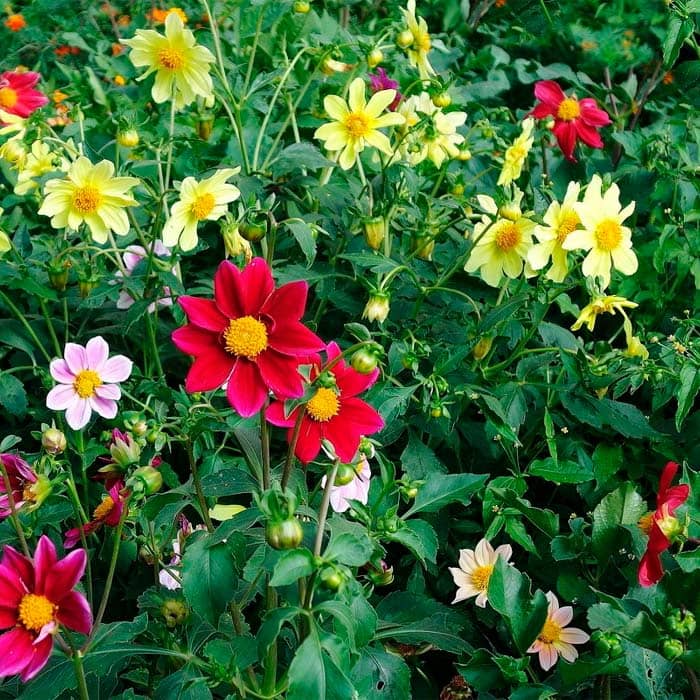 Насіння жоржини «Пікколо Мігнон»