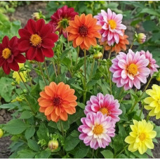 Насіння жоржини «Рейнбоул»