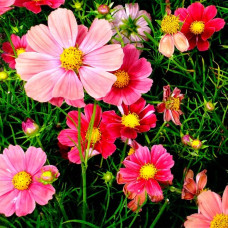 Насіння жоржини «Веселі хлоп’ята»