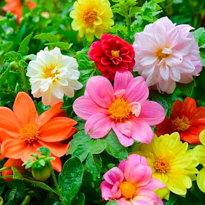 Насіння жоржини «Веселі хлоп’ята»