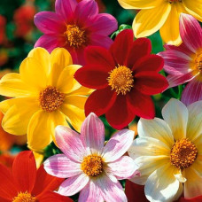 Насіння жоржини «Жозефіна»