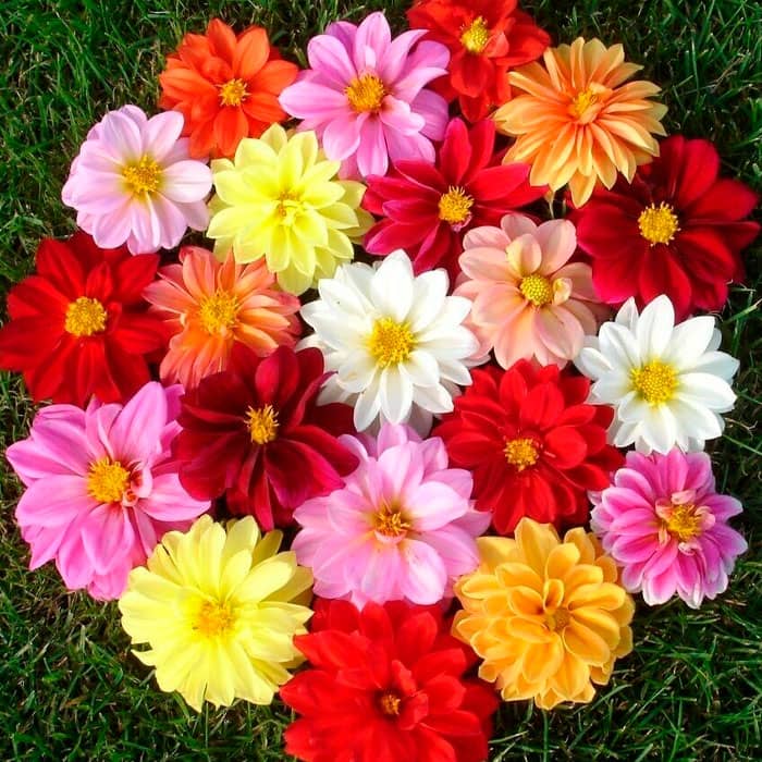 Насіння жоржини «Жозефіна»