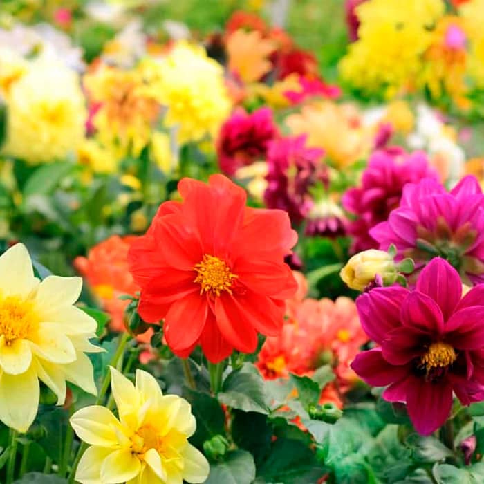 Насіння жоржини «Жозефіна»