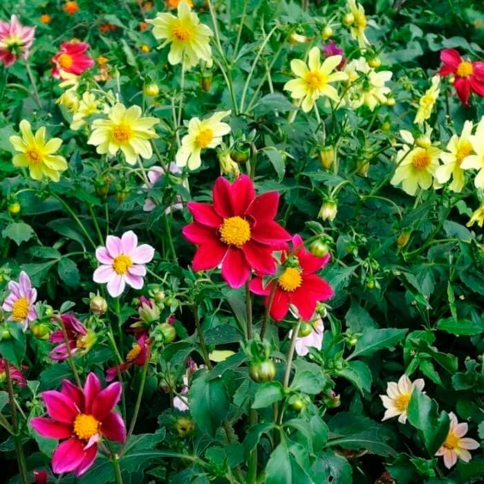 Насіння жоржини «Жозефіна»