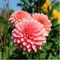 Насіння однорічної жоржини «Дует» 0,25 г