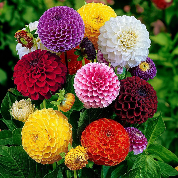 Насіння однорічної жоржини «Дует» 0,25 г