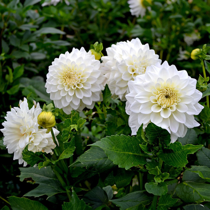 Насіння однорічної жоржини «Дует» 0,25 г