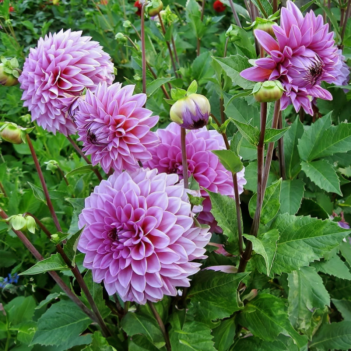 Насіння однорічної жоржини «Дует» 0,25 г