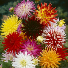 Насіння однорічної жоржини «Евеліна F1» 0,25 г