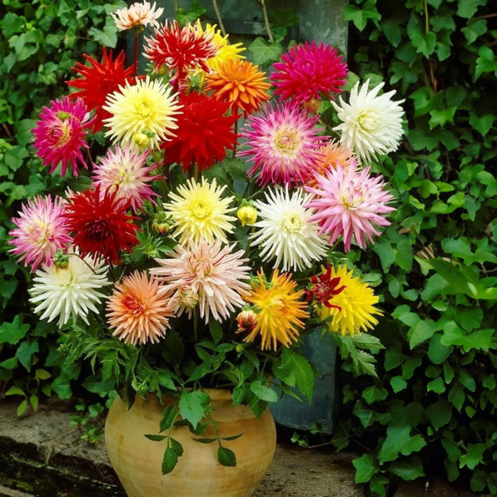 Насіння однорічної жоржини «Евеліна F1» 0,25 г