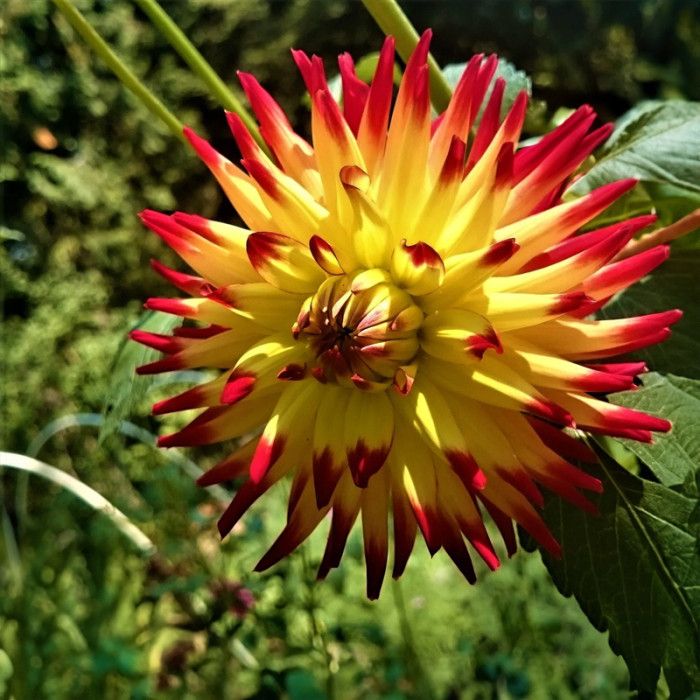 Насіння однорічної жоржини «Евеліна F1» 0,25 г