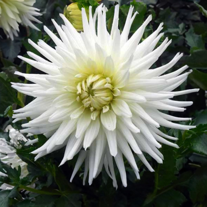 Насіння однорічної жоржини «Евеліна F1» 0,25 г